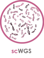 sc-WGS sc-WGS