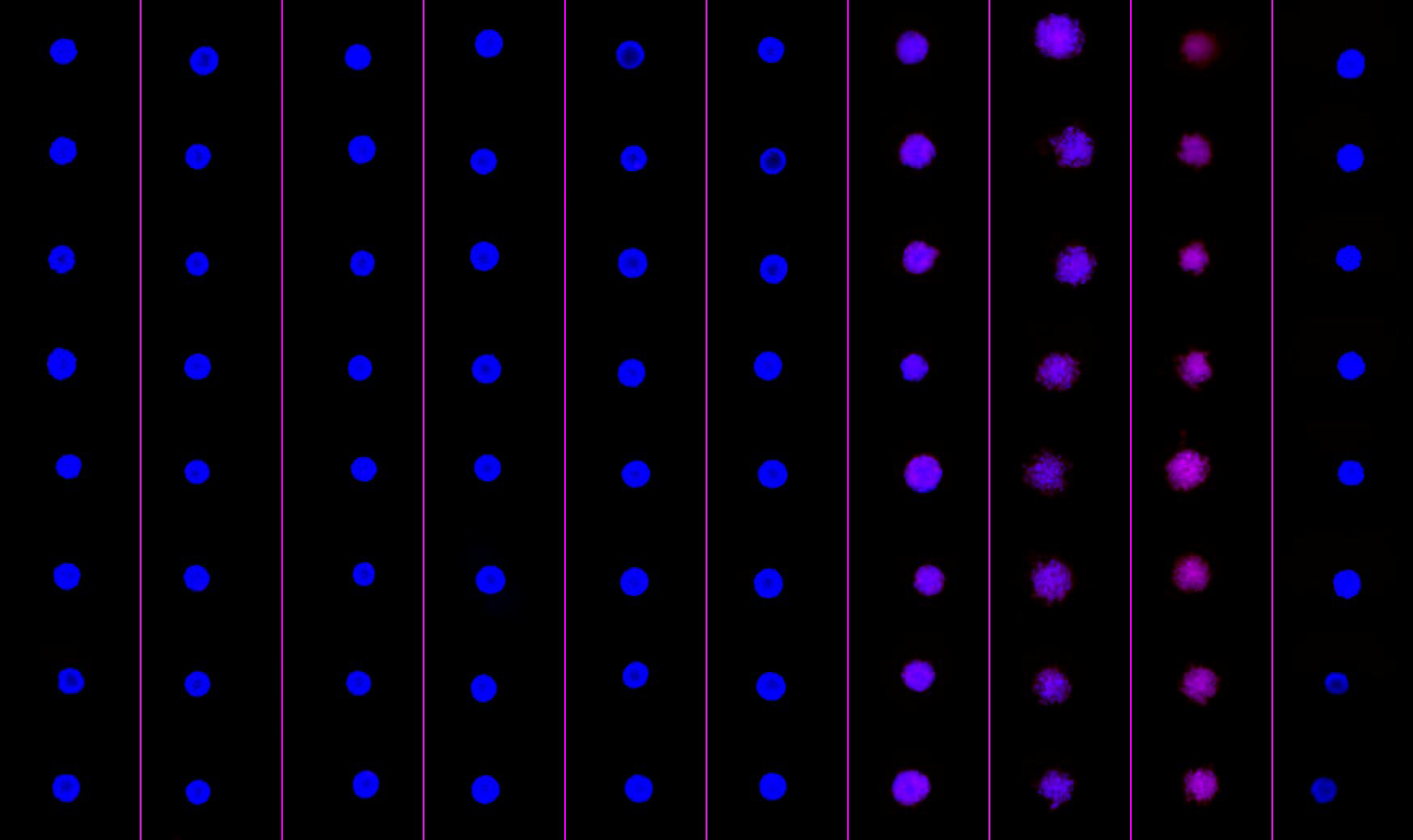 bigspheroidscreen