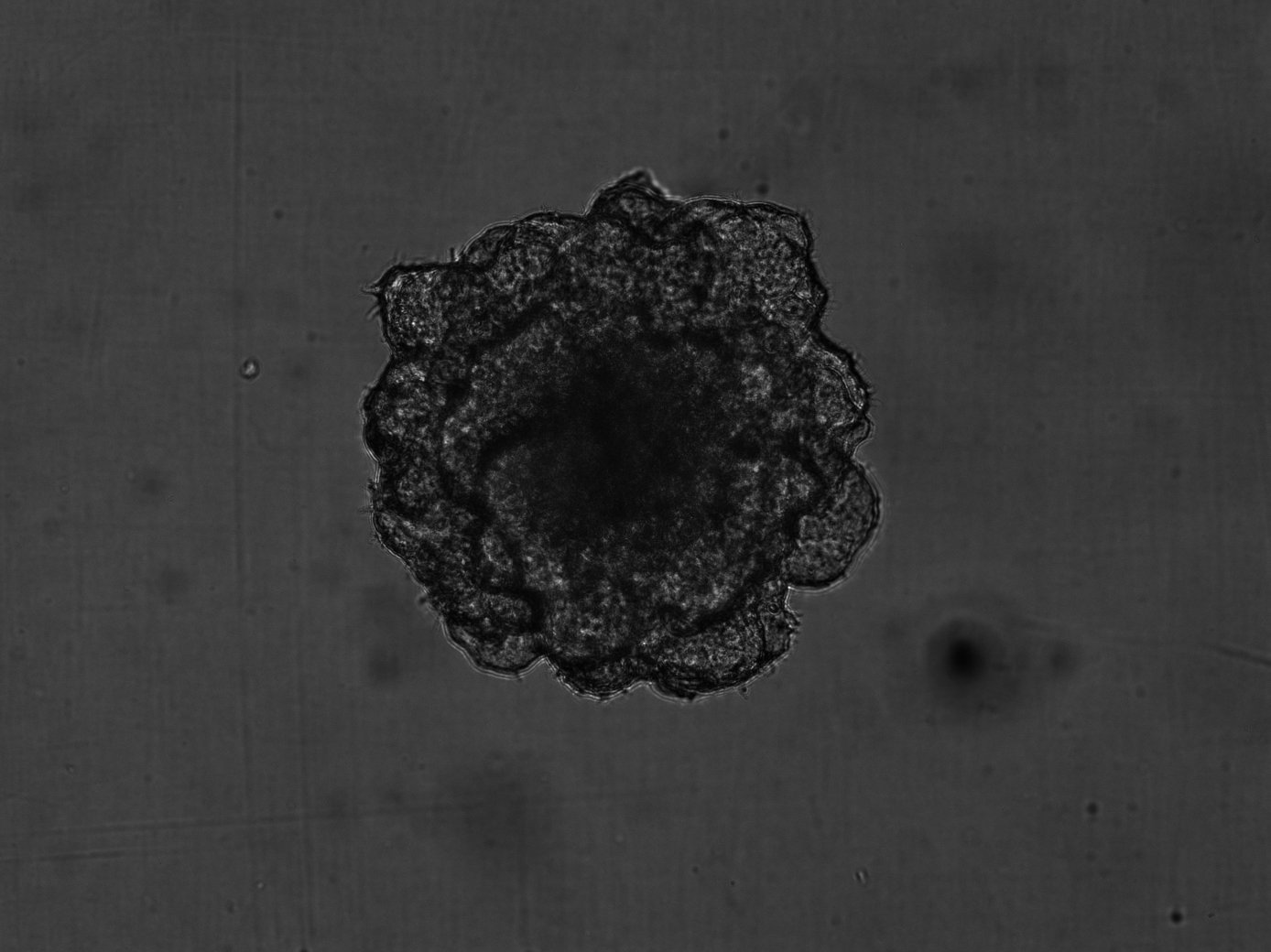 Caco2_iso_Matrigel_4