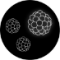 sizemorphology_1